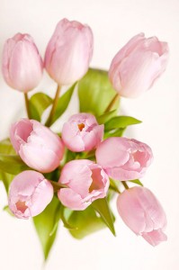 Fotooboi Cvety (107)